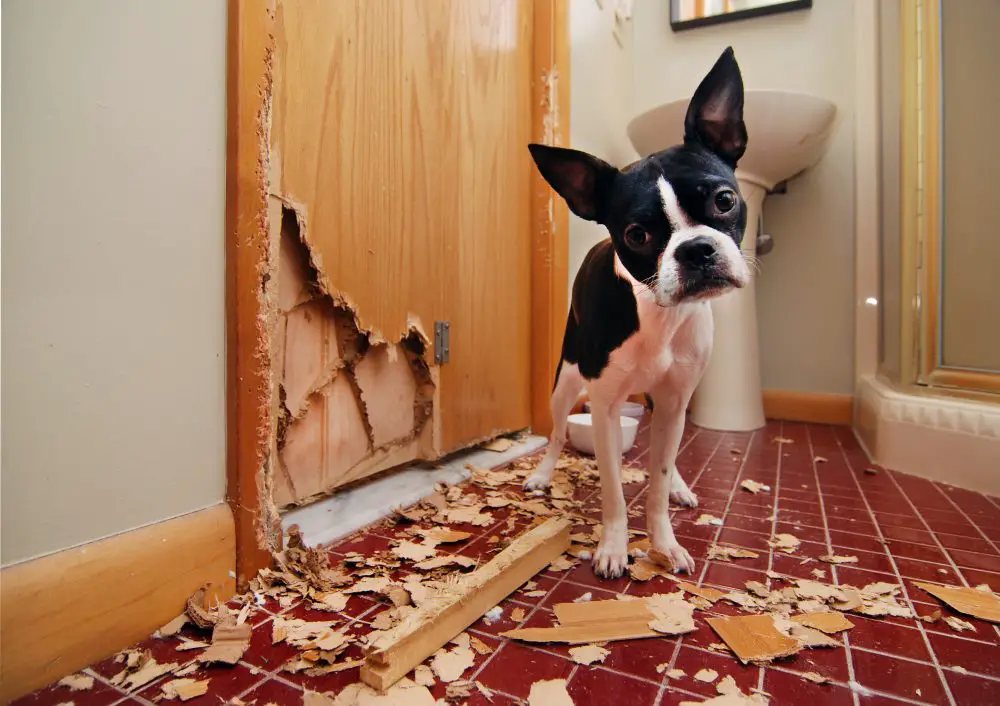 Dog Destroying Door
