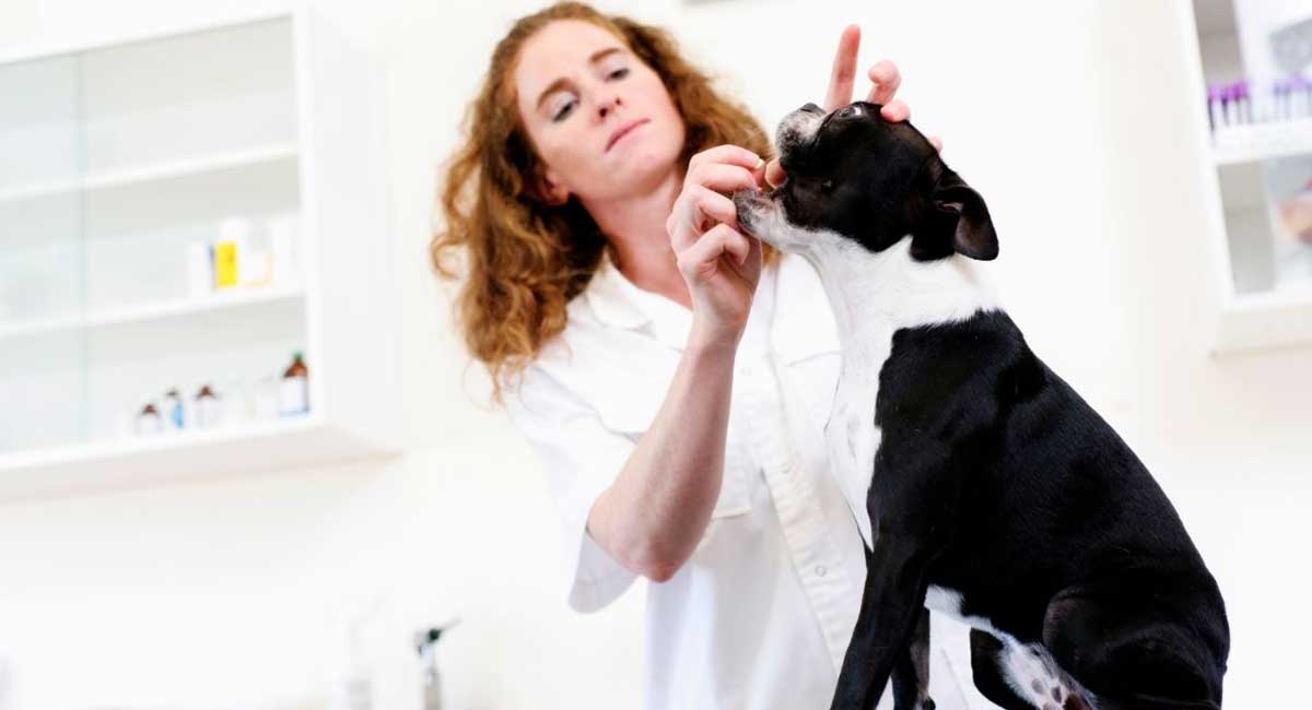 How to Give a Dog a Pill Natural Puppies