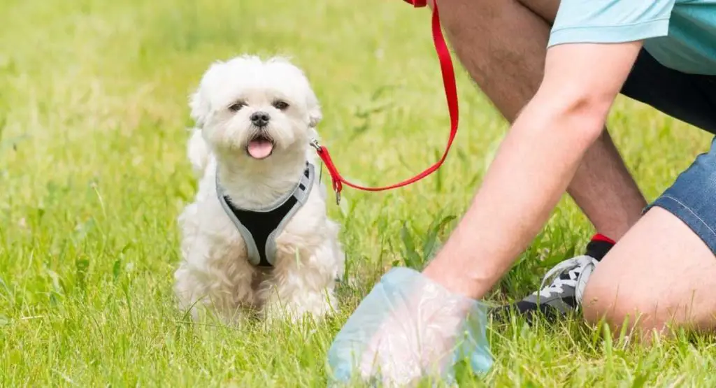 How to Make a Dog Poop Quickly