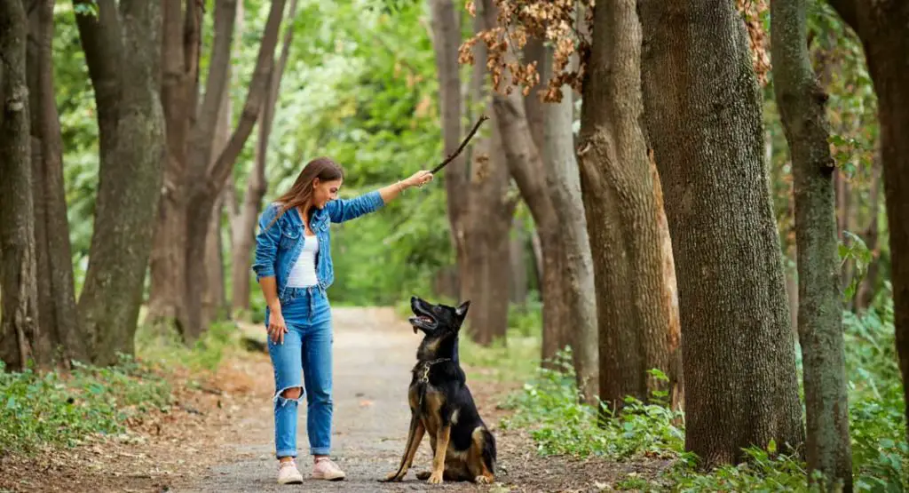 If the Dog You’re Walking is Barking at Another Dog, What Should You Do