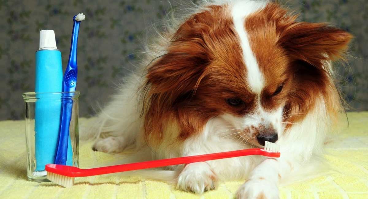 The Best Dog Toothpaste A Review of 5 Products Natural Puppies