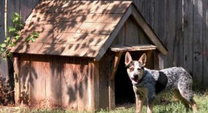 Everything You Need to Know About Dog House Insulation in 2021