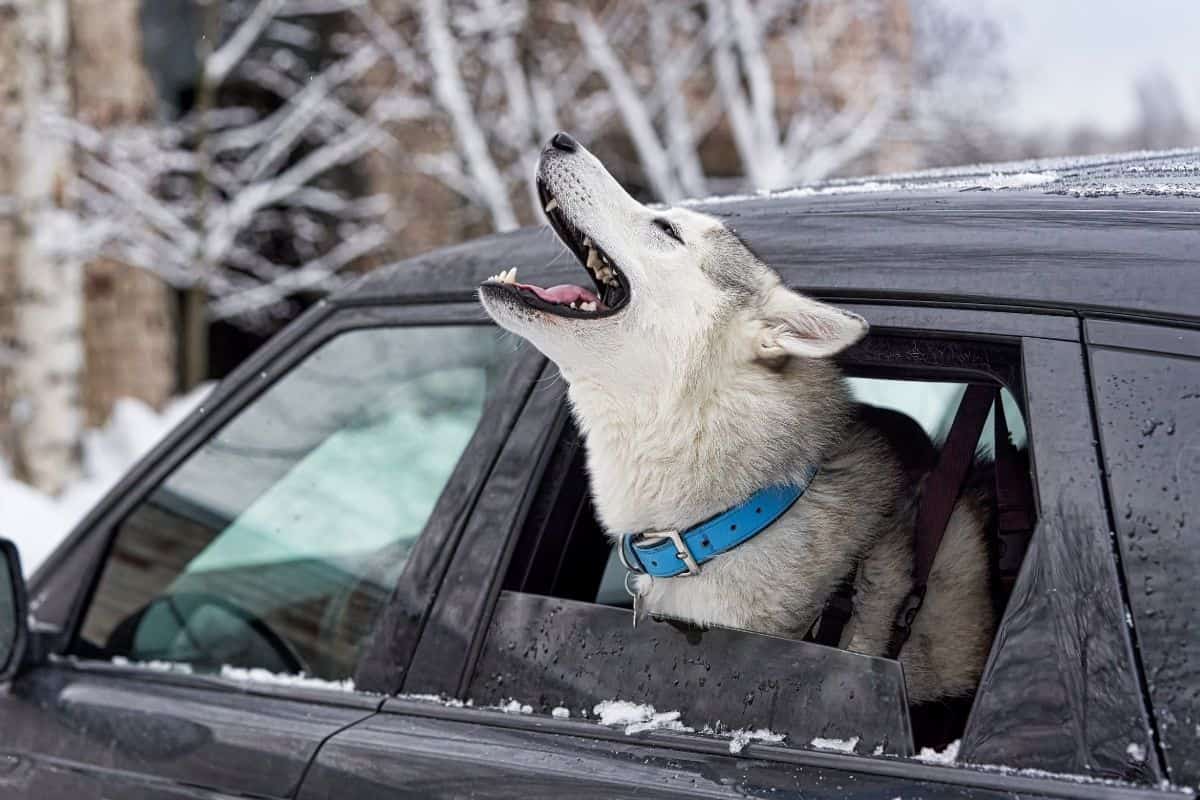 Why Does My Dog Whine So Much? A Guide to Improving Dog Behavior