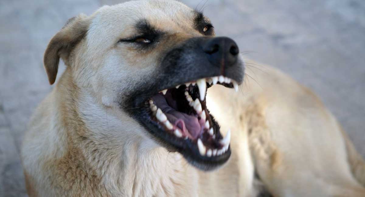 How to Stop Aggressive Dog Behavior Natural Puppies