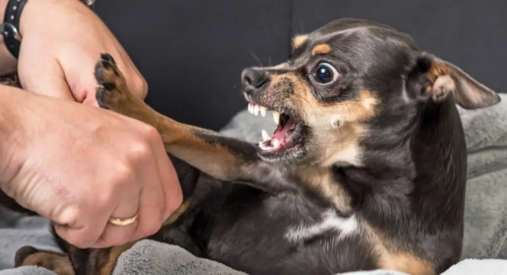 How to Stop Aggressive Dog Behavior