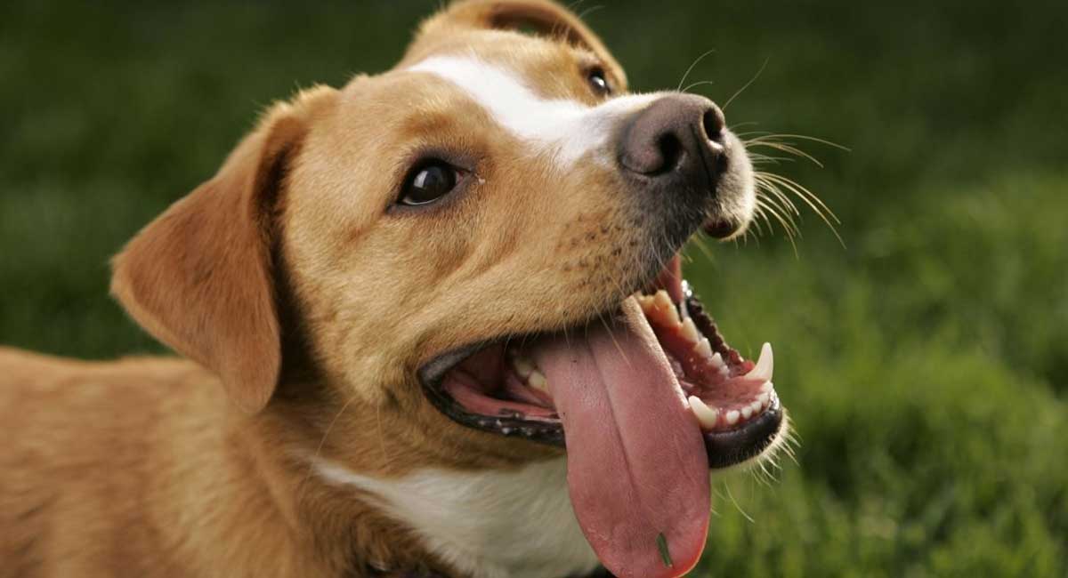 My Dog's Tongue Is Pale: What Should I Do? - Natural Puppies