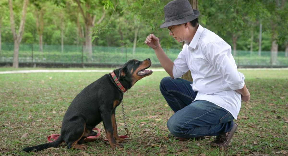 Top 5 Dog Training Focus Exercises Natural Puppies