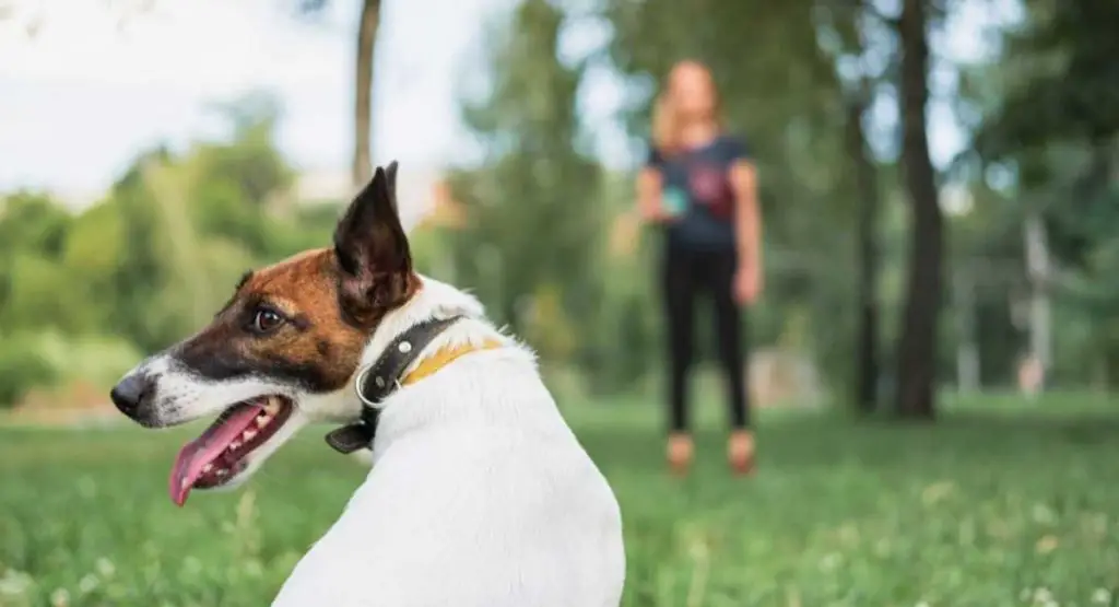 Top 5 Dog Training Focus Exercises