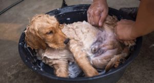 The 5 Best Puppy Shampoos For Golden Retrievers