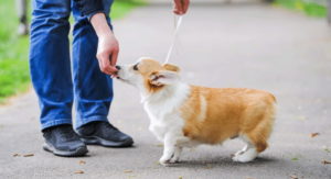 How Much To Feed Corgi Puppy