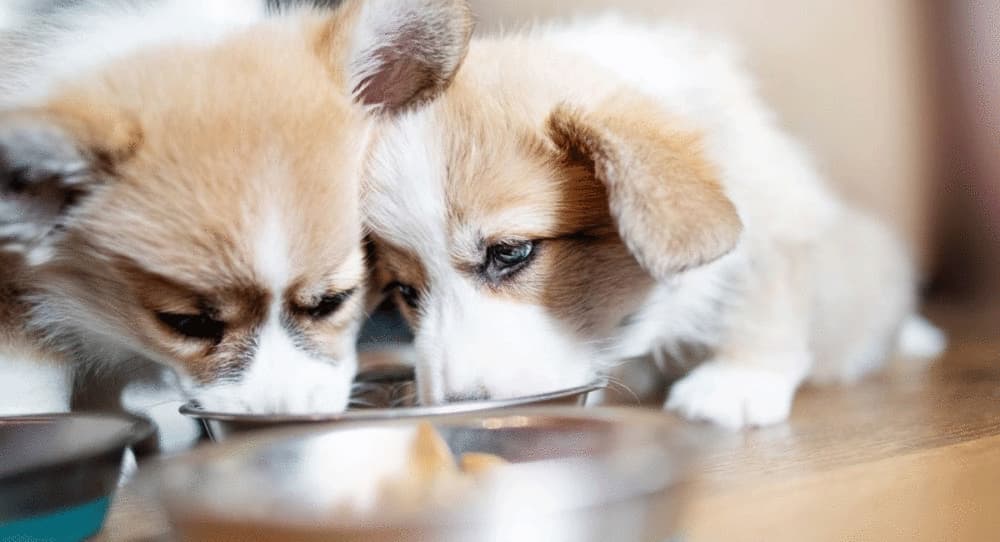 How Much To Feed Corgi Puppy