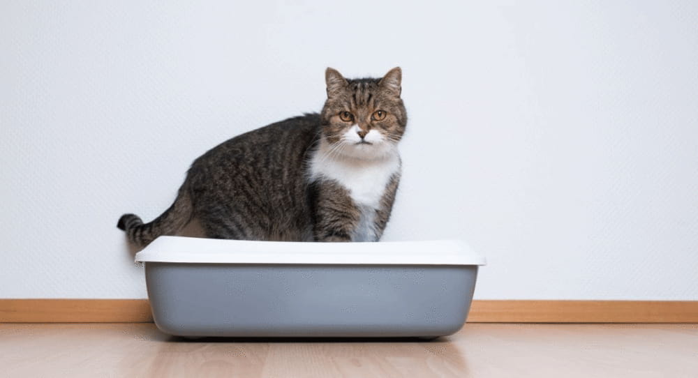 How To Clean A Litter Box In An Apartment