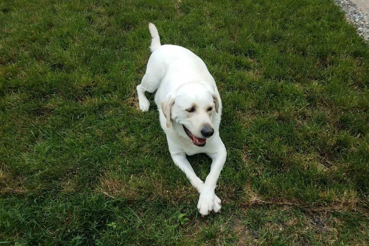 Why Do Dogs Cross Their Paws? What It Really Means Natural Puppies