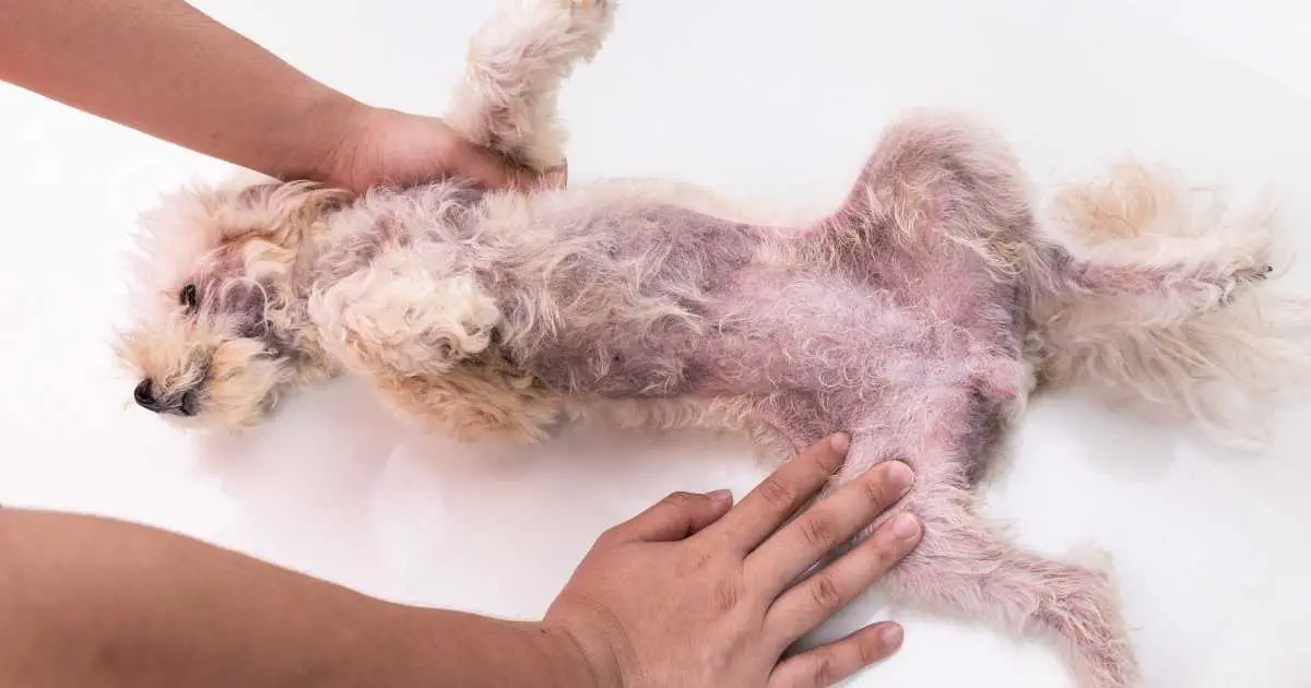 can i use antifungal cream on my dog