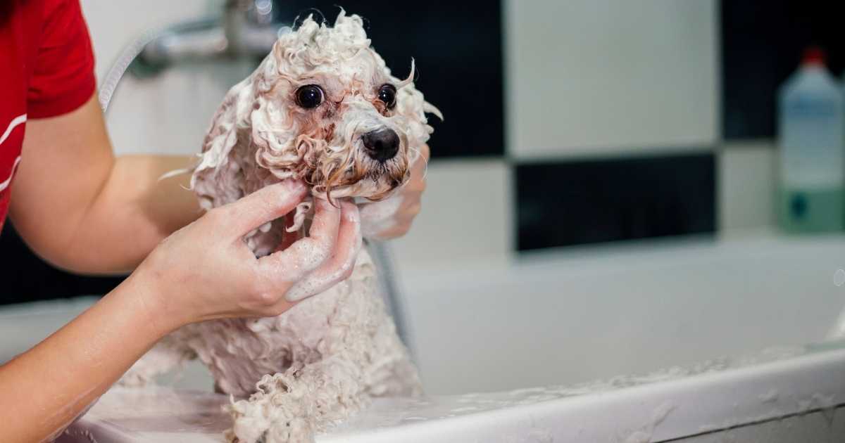 shampooing a dog