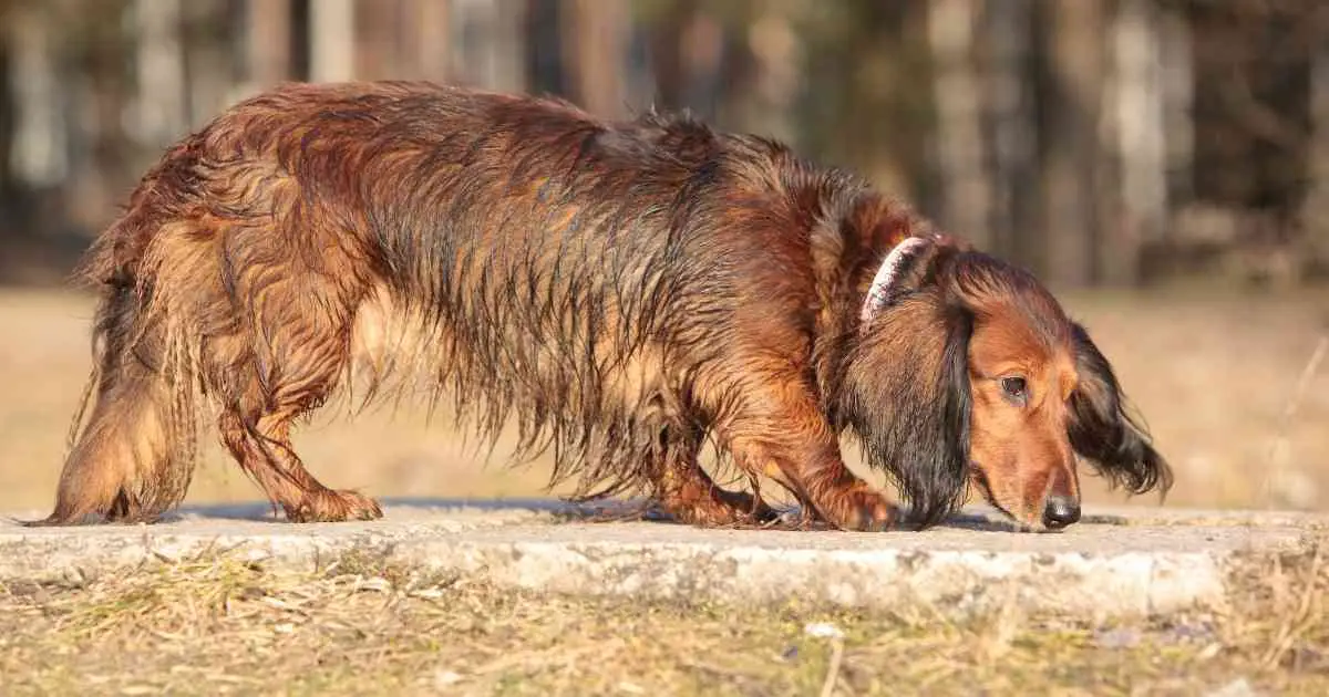 why does my dog snort like a pig