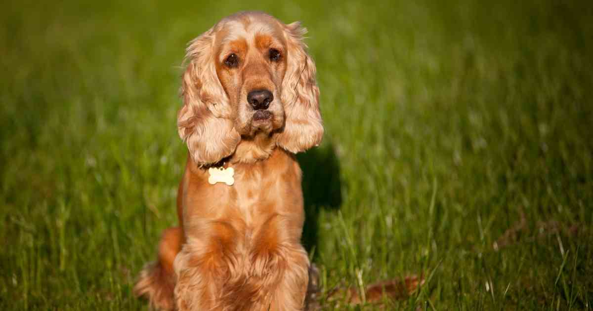 Cocker Spaniel