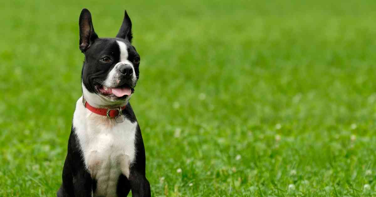 Boston Terrier