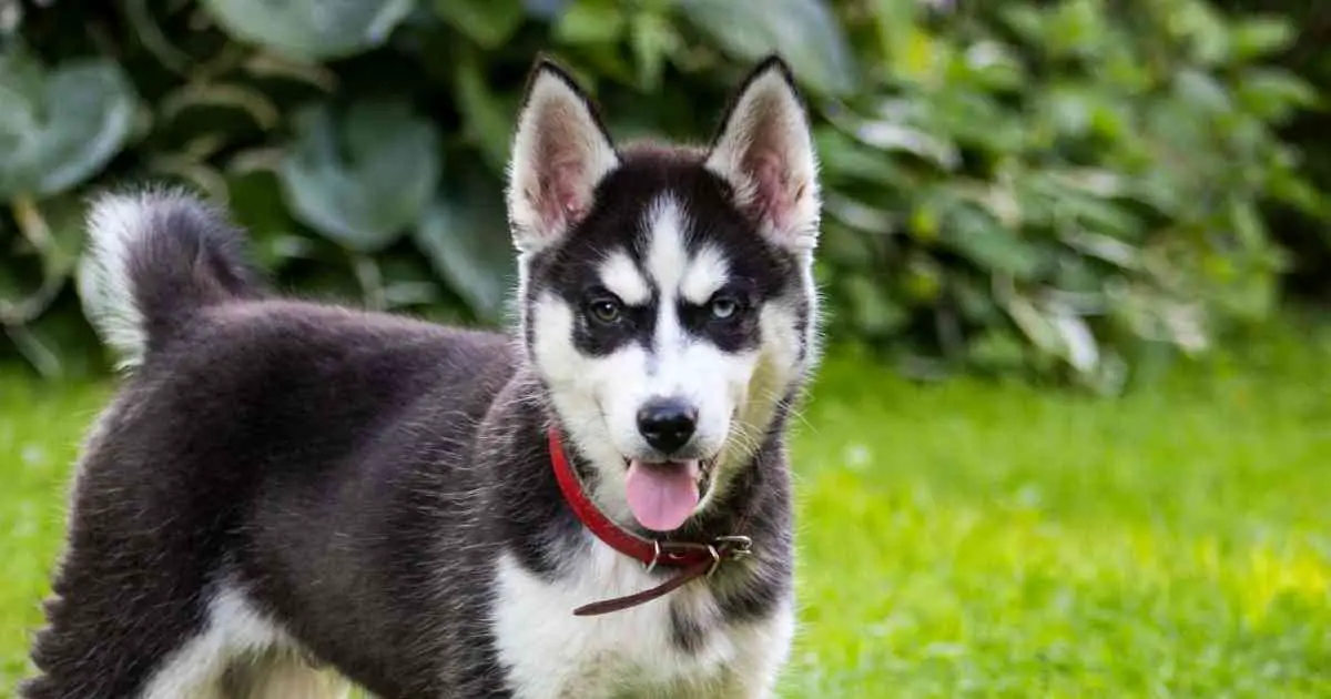 husky