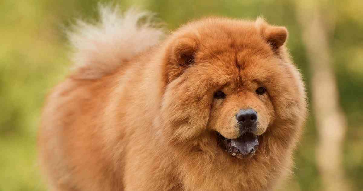 chow chow