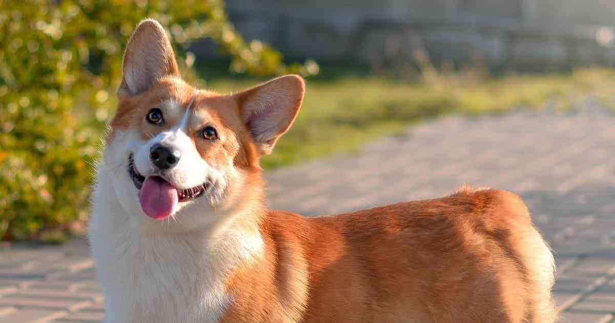 corgi