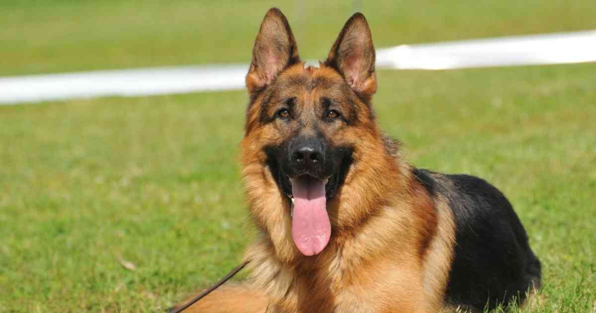 german shepherd