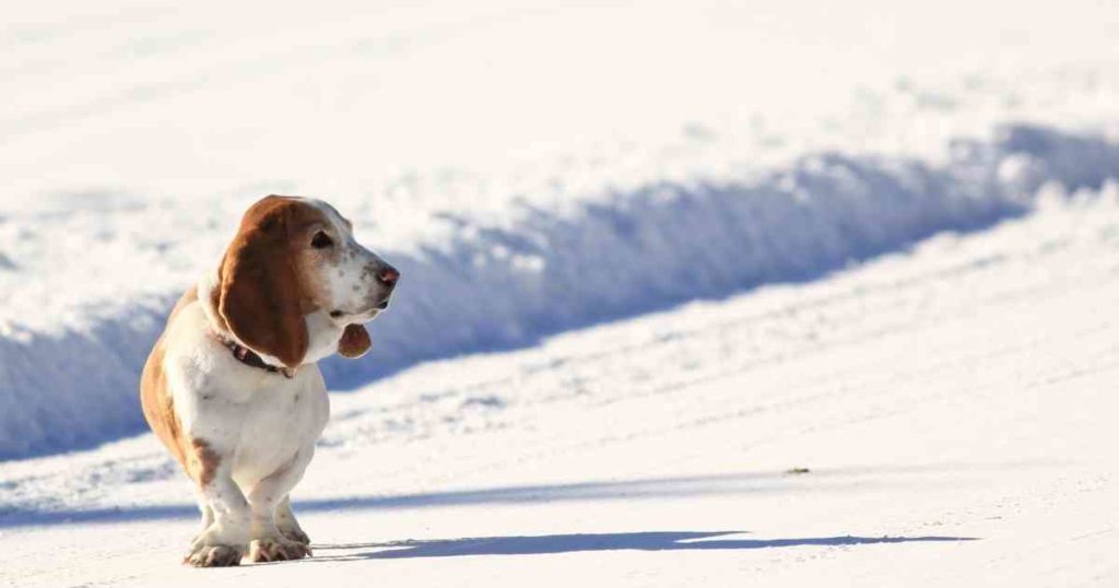 How To Know If My Dog Is Cold Maintaining Body Temperatures