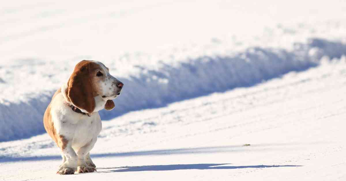 dog in winter