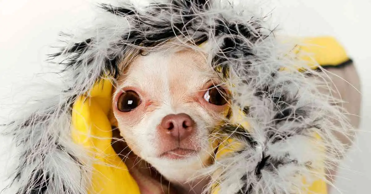 How To Know If My Dog Is Cold Maintaining Body Temperatures