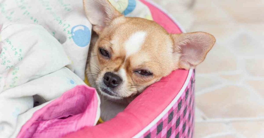 How to Keep Puppies Warm The Ultimate Guide
