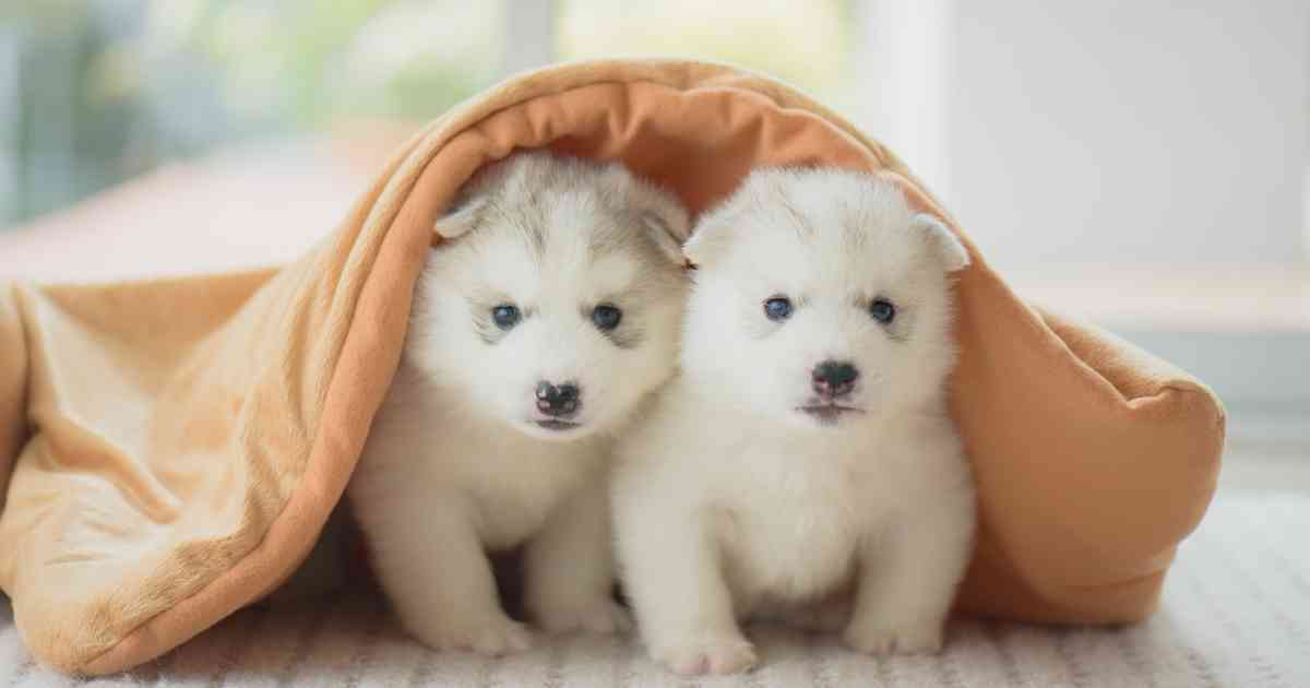 How to Keep Puppies Warm The Ultimate Guide