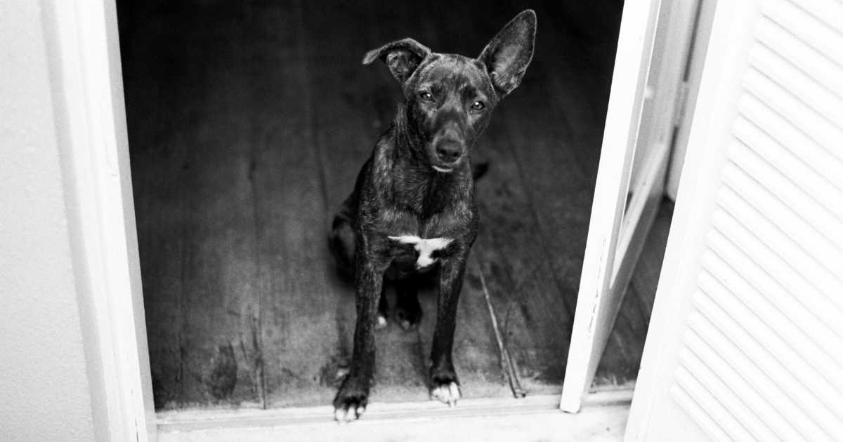 dog staring into space