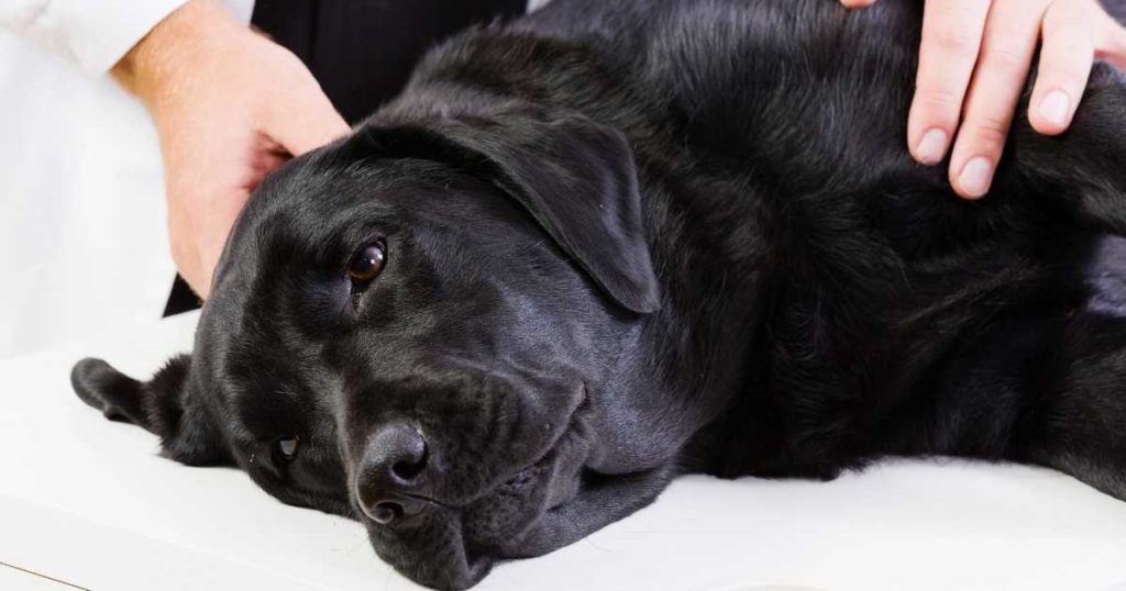 Is Your Dog Staring Into Space? Read Here for More Info!