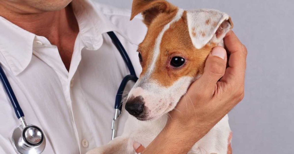 Is Your Dog Staring Into Space? Read Here for More Info!