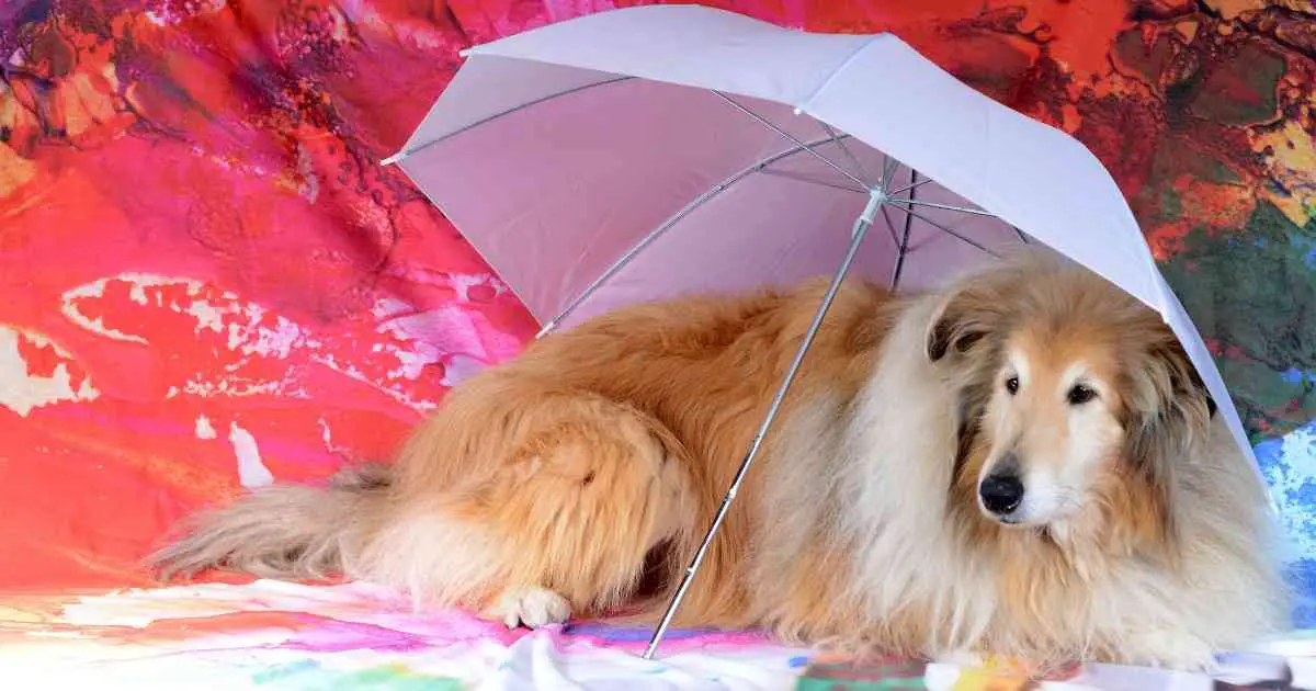 dog with umbrella