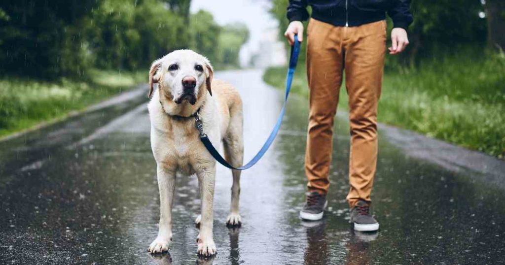 should i walk my dog in the rain