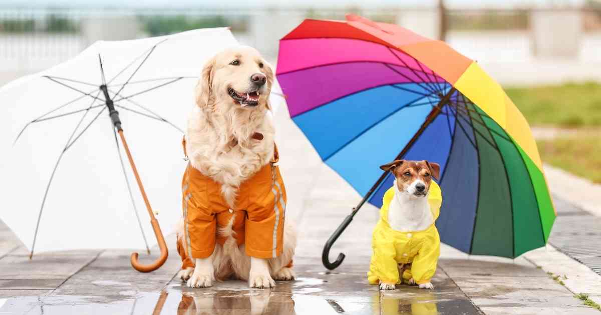 dogs with colorful umbrella
