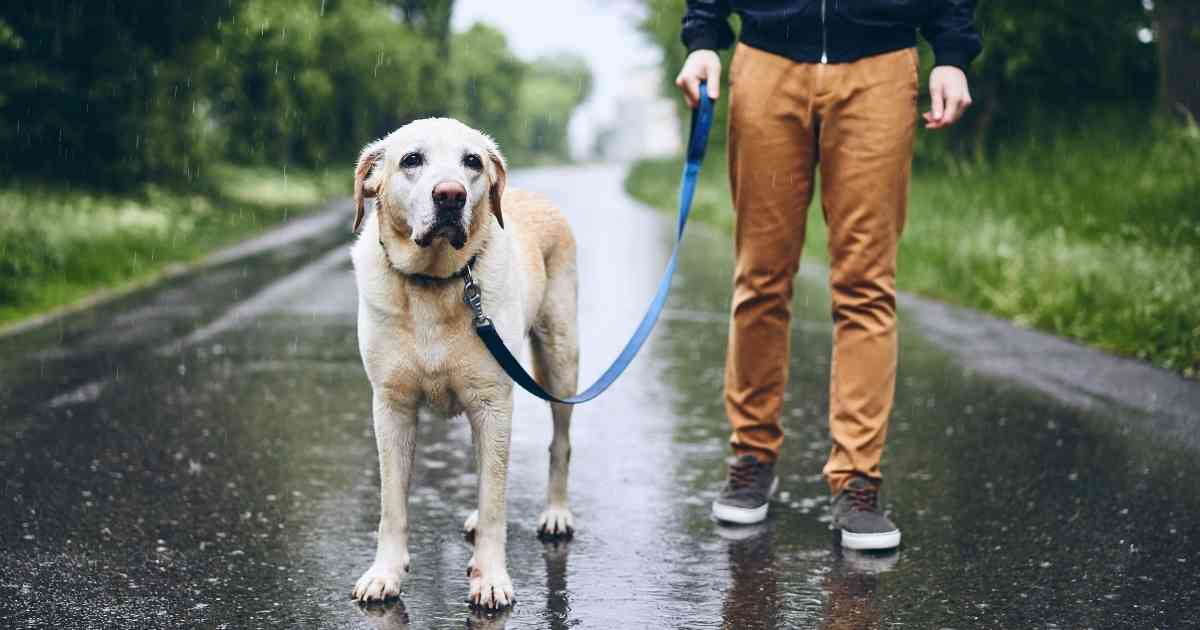Should I Walk My Dog in the Rain? Everything You Need to Know.