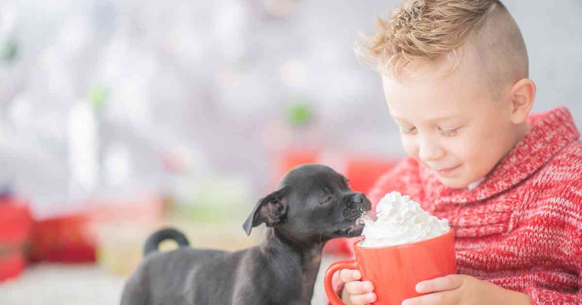 dog eating whipped cream