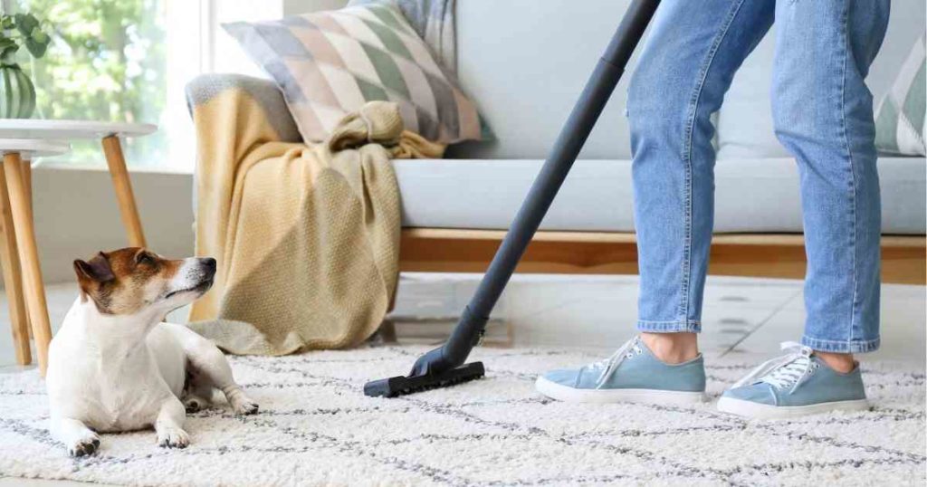 Why Do Dogs Hate Vacuums?