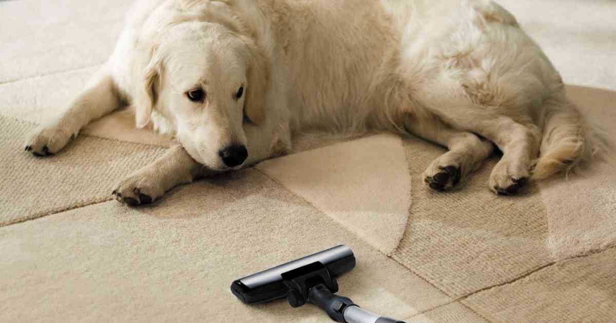 dog and vacuum