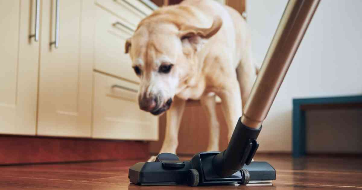 Why Do Dogs Hate Vacuums?