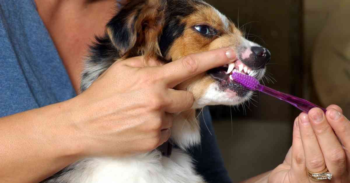 dog dental hygiene