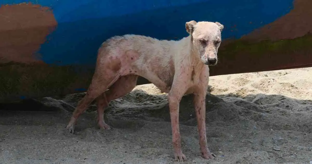 dog with skin condition