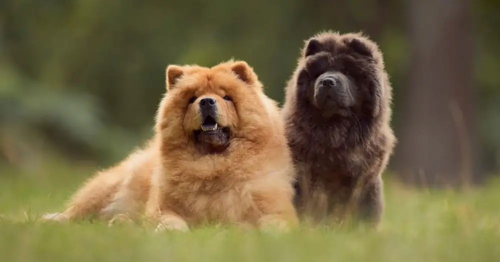 Two Chow Chow Dog