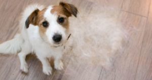 home remedies for dog shedding