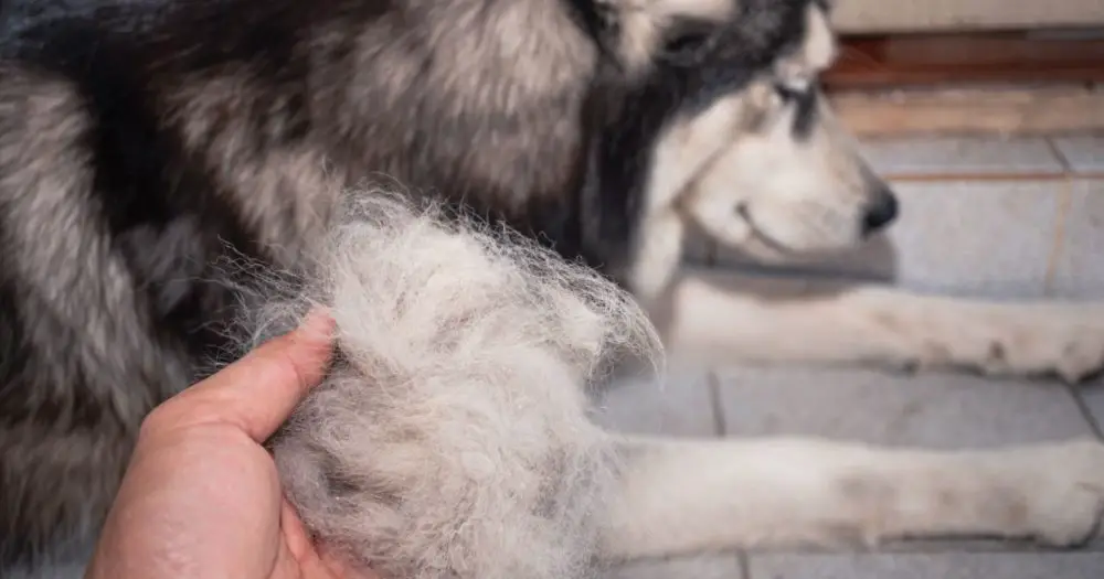 The dog's hair is on hand. Dogs that are in poor health cause a lot of hair loss