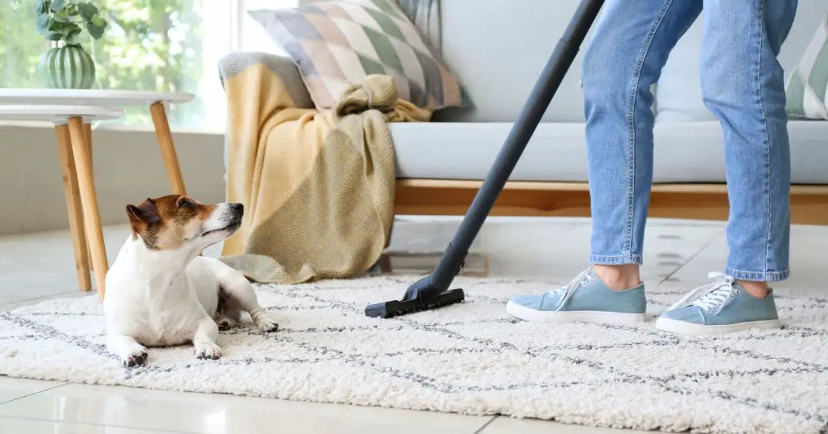 Owner of Cute Dog Cleaning Dog Shed from Carpet